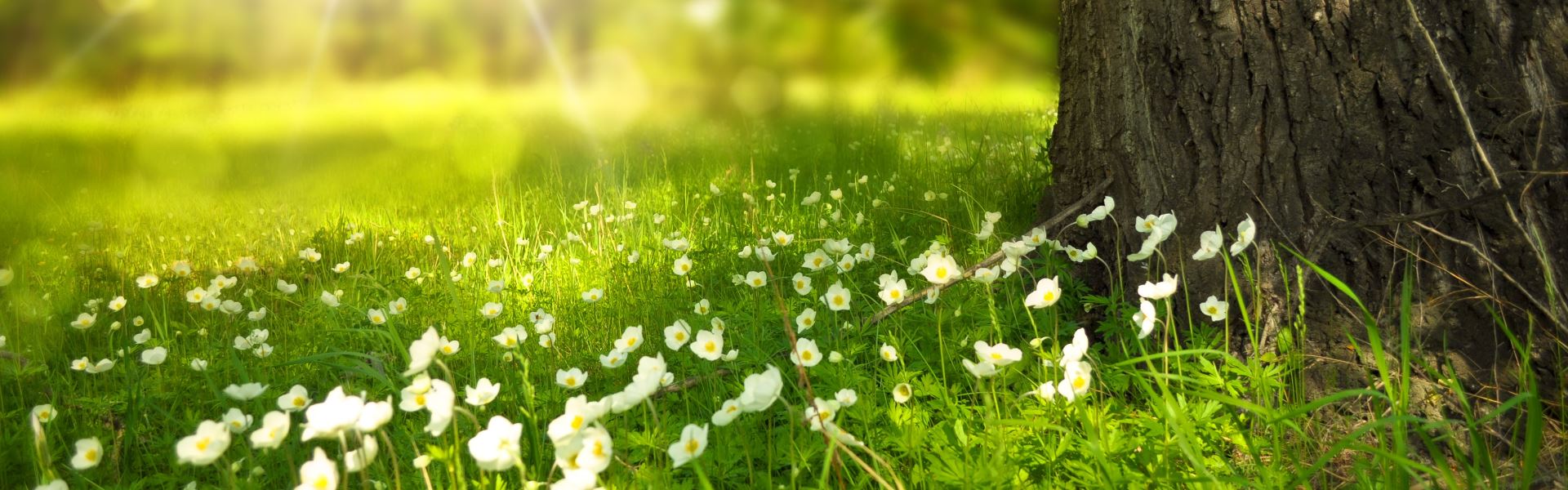 Capital Clean London - one off cleaning london spring